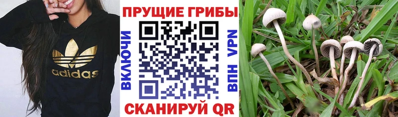 Галлюциногенные грибы прущие грибы  где найти   площадка состав  Кадников  hydra ссылки 